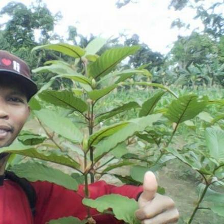 CUITAN SANG JAWARA PETANI KRATOM DARI 1001 PETANI KAPUAS HULU